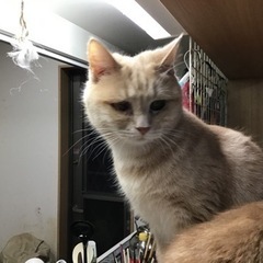 マンチカン(足長、ベージュ)里親募集　交渉中