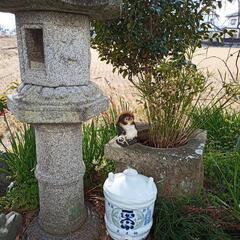 【骨董】酒樽②　陶器製　昭和レトロ