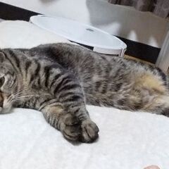キジトラ猫  オス2歳の里親さん募集