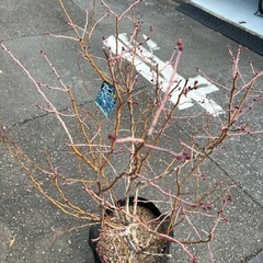 大型ブルーベリー（ブルーシャワー）の画像