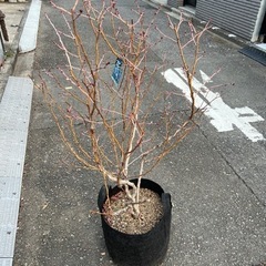 大型ブルーベリー（ブルーシャワー）