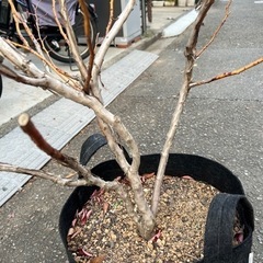 大型ブルーベリー（ブルーシャワー）の画像