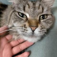 海外移住のため