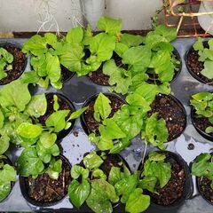 植物【薬草：ドクダミ】ポット苗の画像