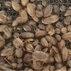 デュビア