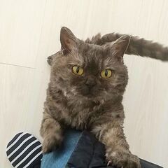 天然パーマの、セルカークレックスという猫種ですの画像