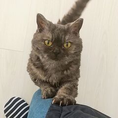 天然パーマの、セルカークレックスという猫種です - 川崎市