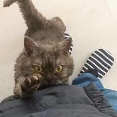 天然パーマの、セルカークレックスという猫種です - 猫