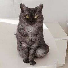 天然パーマの、セルカークレックスという猫種です − 神奈川県