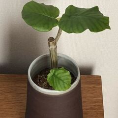 ハートの葉がかわいいウンベラータ・鉢付き