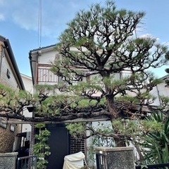 庭木の剪定、除草、伐採、植栽などプロにお任せください。