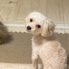 マルプーちゃんです。