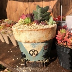 多肉植物好きの友達募集😊