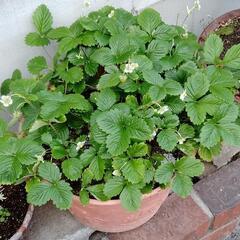 家庭菜園･園芸･植物好き仲間が欲しいです🌱🌸