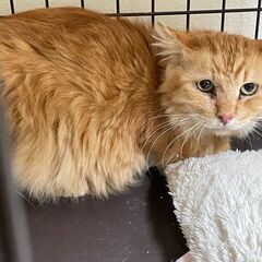 手が片方無い13歳の男の子