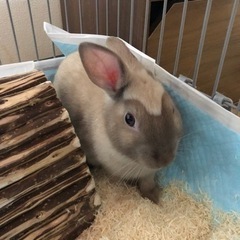 3ヶ月の子うさぎネザーランドドワーフ里親様決まりました