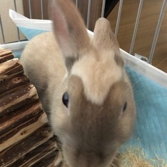 3ヶ月の子うさぎネザーランドドワーフ里親様決まりました - 札幌市