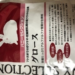 3ヶ月の子うさぎネザーランドドワーフ里親様決まりました − 北海道