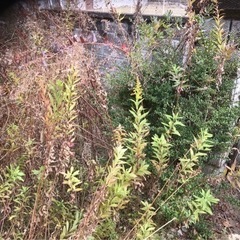 庭の草刈り　草抜き、剪定、伐採いたします　地域密着低価格 - 便利屋