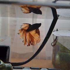 【0円水槽&ﾋｰﾀｰｾｯﾄ&ｶﾙｷ抜き&餌】ｽｸﾞ飼育OKショー...