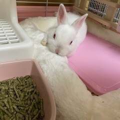 うさぎ飼いさんのお友達🐰