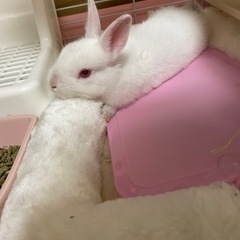 うさぎ飼いさんのお友達🐰 - 板橋区