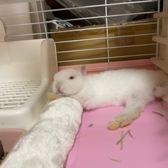 うさぎ飼いさんのお友達🐰 − 東京都