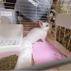 うさぎ飼いさんのお友達🐰 - 友達