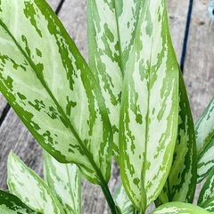 🪴観葉植物  アグラオネマ・コンムタツム ‘シルバークイーン’🪴