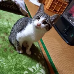 里親様が決まりました☺️ありがとうございました