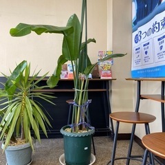 観葉植物