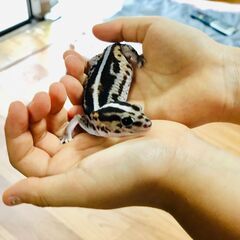 里親募集！ニシアフリカトカゲモドキ　推定年齢２歳くらい