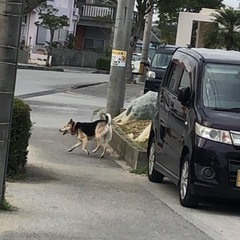 迷い犬