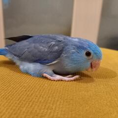 〈栃木県〉マメルリハインコ　雛2羽　里親募集　募集を終了致します...