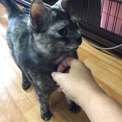 成猫さん、珍しいカラーのしまちゃん
