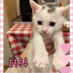 里親様決定しました。