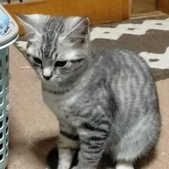 サバトラ・白仔猫