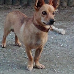 ただ今トライアル中です　人馴れわんちゃん　4歳ミックス小型犬