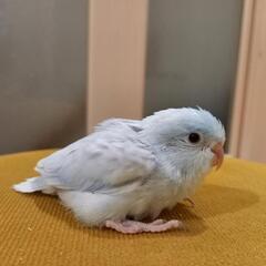 (栃木県)　マメルリハインコ　雛　里親募集