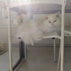 巻き毛のセルカークレックス長毛の姉妹 - 川崎市