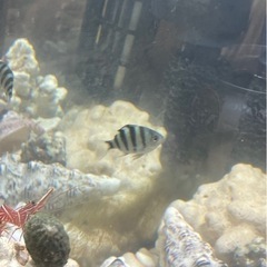 海水魚🐠 オヤビッチャ　1/22まで