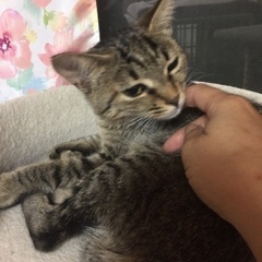 １歳弱キジトラ模様のシマちゃん