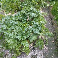 収穫体験！大根（耐病総太り）１本100円の画像