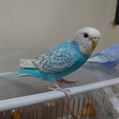 セキセイインコ 幼生期