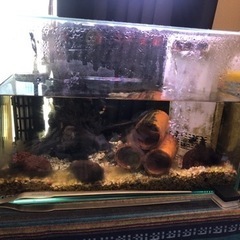 熱帯魚、水槽、飼育グッズ等