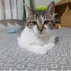 ４ヶ月の子猫　里親募集中です。