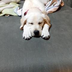 犬が苦手のようです。