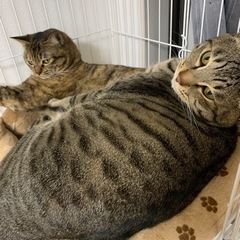 兄妹ねこです