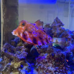 ラクダハコフグ　海水魚