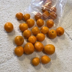 0円　無農薬きんかん